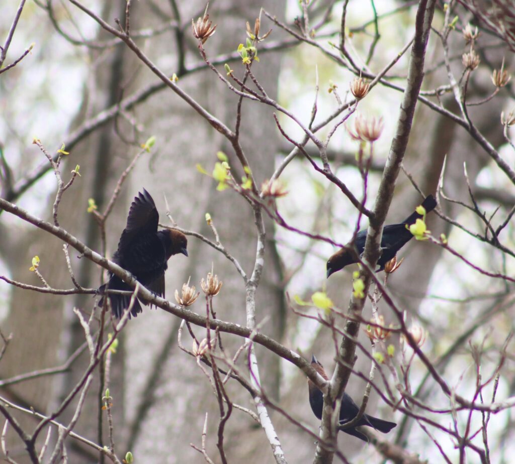 Brown-headed Cowbird - Creasey Mahan Nature Preserve