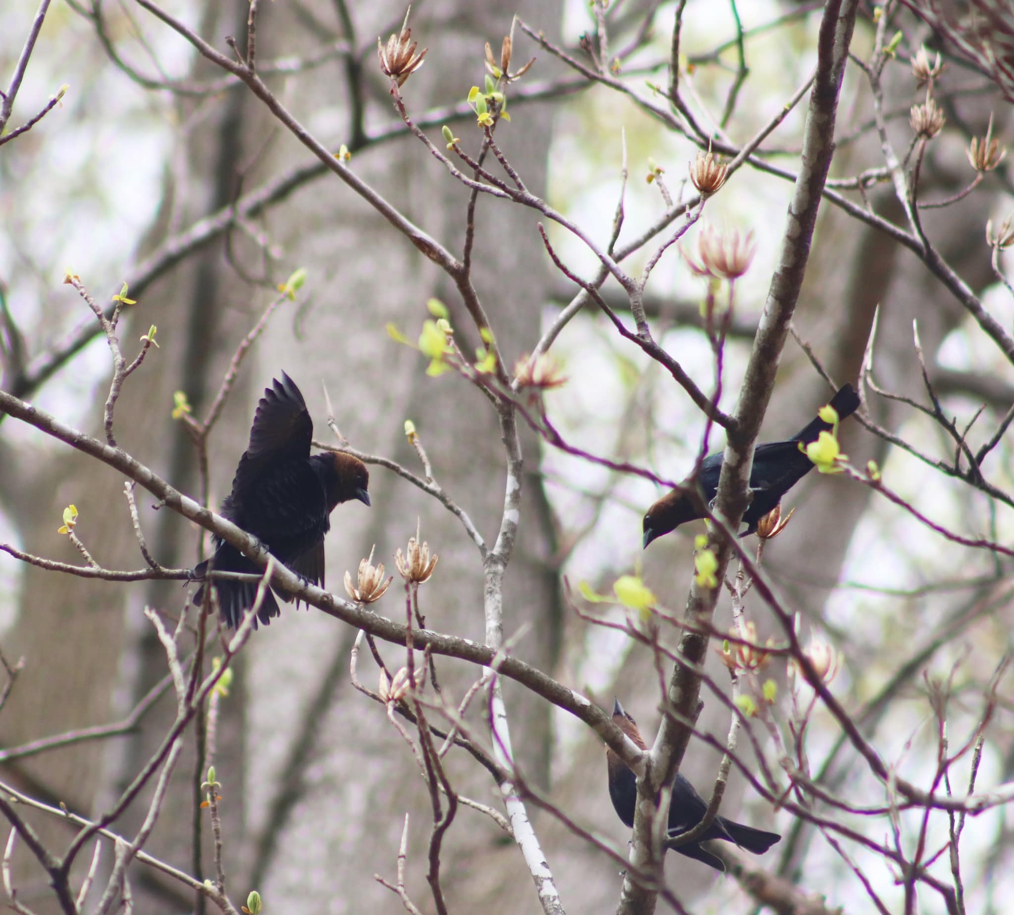 Read more about the article Brown-headed Cowbird
