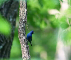 Read more about the article Indigo Buntings