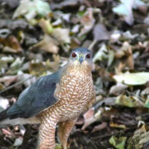 Read more about the article Cooper’s Hawk