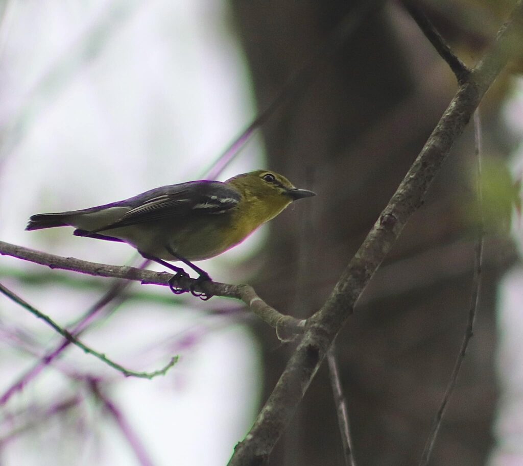 Yellow-throated Vireos