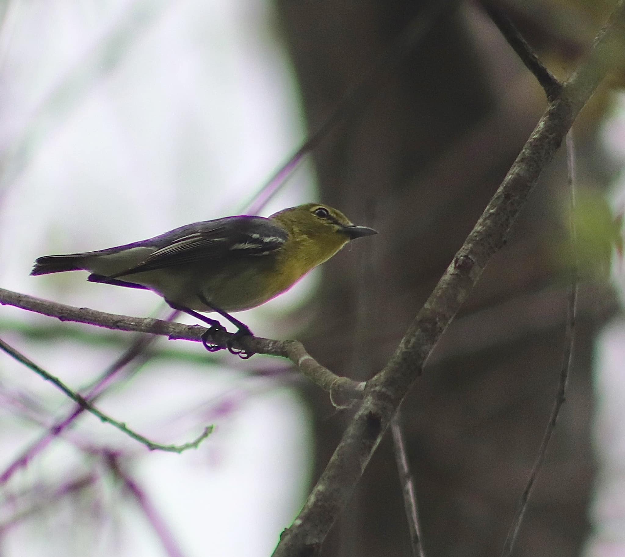 You are currently viewing Yellow-throated Vireos