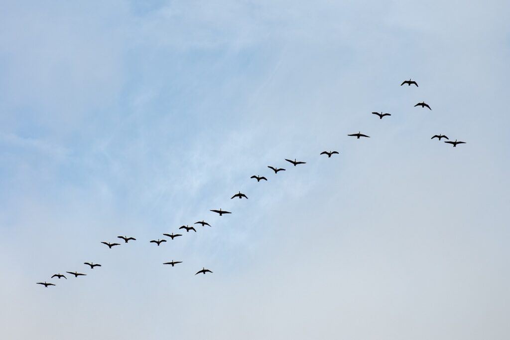 Flying South for the Winter: Bird Migration