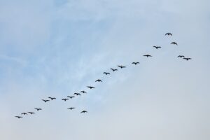 Read more about the article Flying South for the Winter: Bird Migration