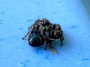 Read more about the article Jumping Spider