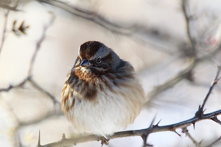 How Animals Survive the Cold - Creasey Mahan Nature Preserve