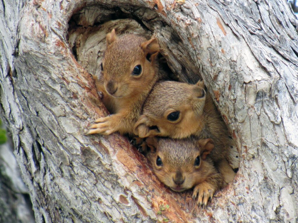 How Animals Survive the Cold