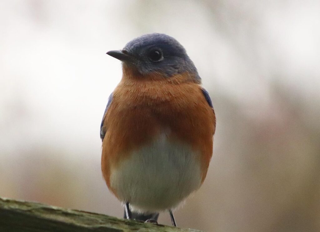 Eastern Bluebird