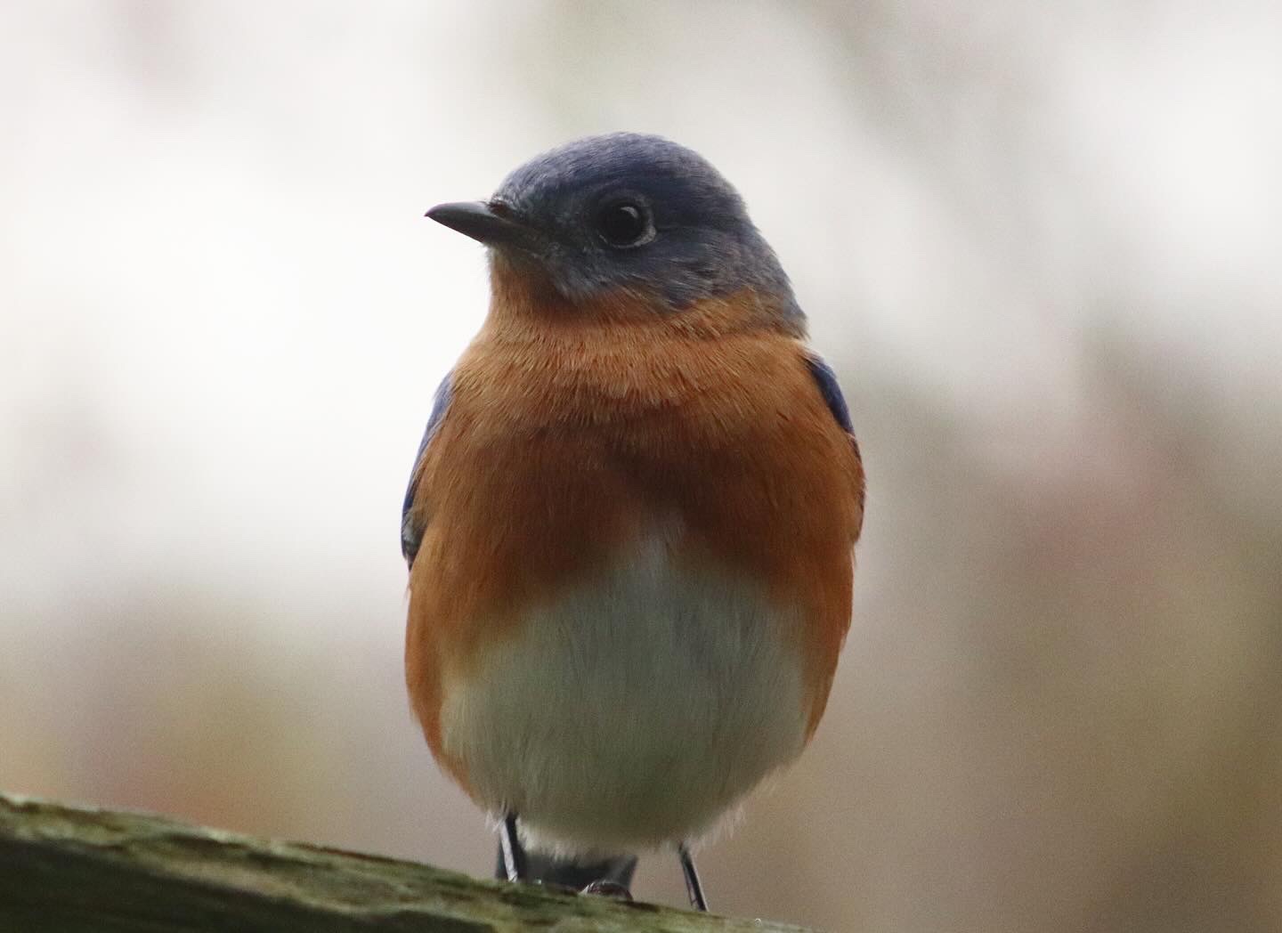 You are currently viewing Eastern Bluebird