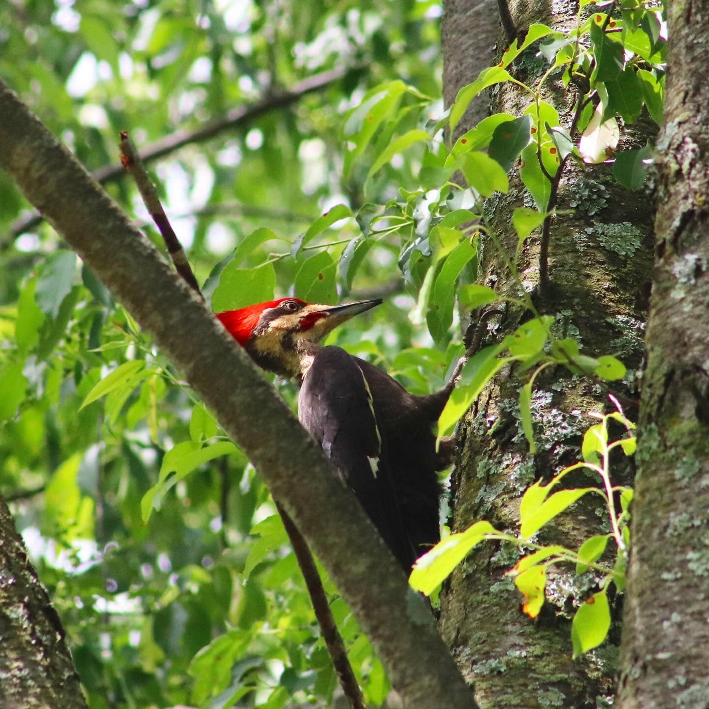 Read more about the article Pileated Woodpecker