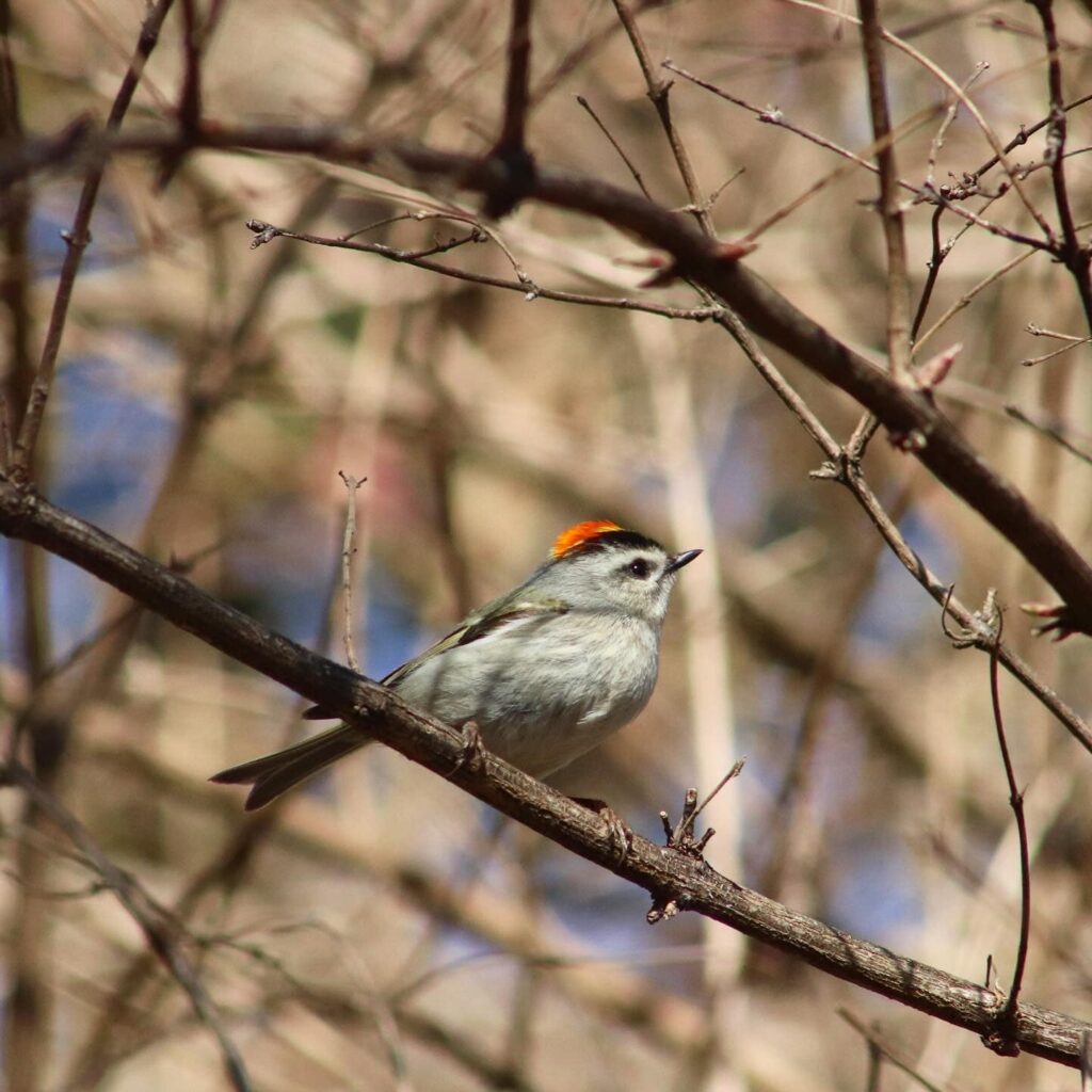 Golden-crowned Kinglet - Creasey Mahan Nature Preserve