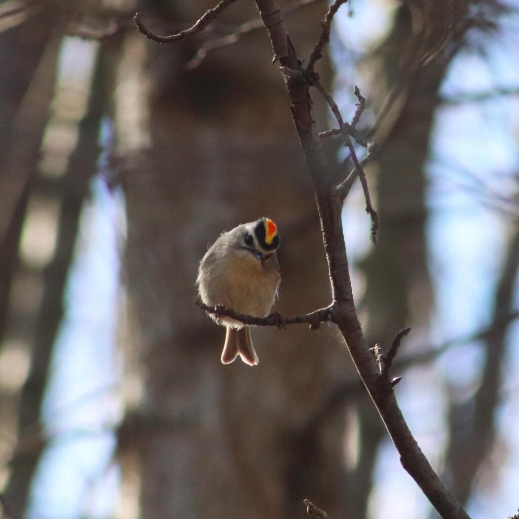 Golden-crowned Kinglet