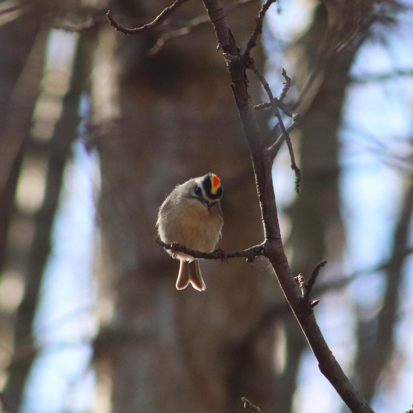 You are currently viewing Golden-crowned Kinglet