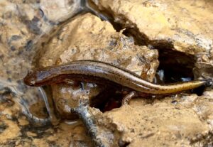 Read more about the article Southern Two-lined Salamanders