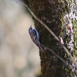 Read more about the article Brown Creepers
