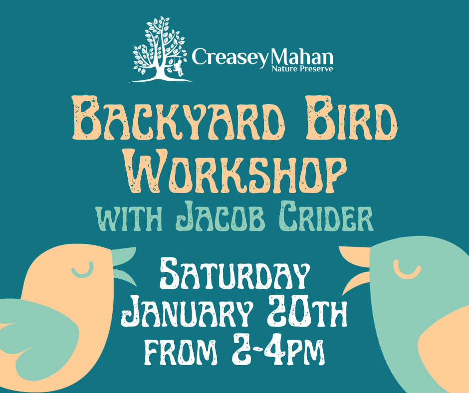 Read more about the article Backyard Bird Workshop