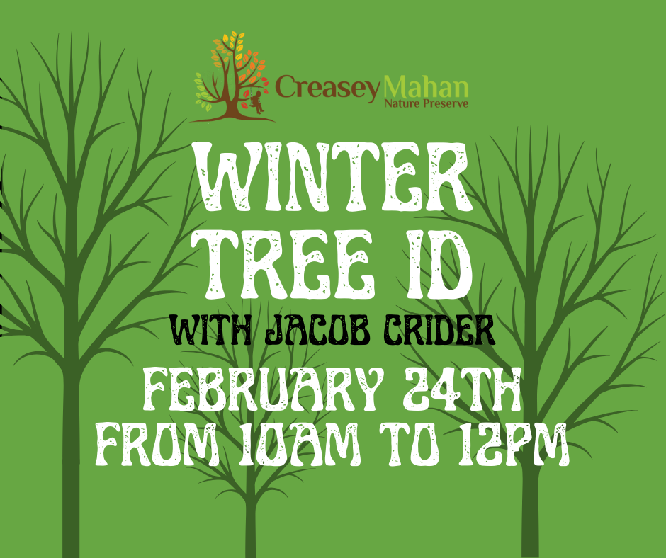 Read more about the article Winter Tree I.D.