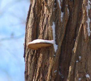 Read more about the article Cracked Cap Polypore