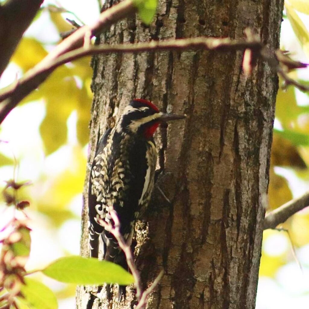 Yellow-bellied Sapsuckers