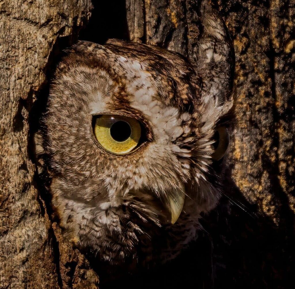Eastern Screech Owl