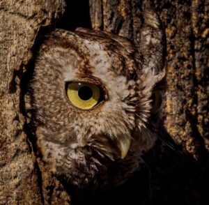 Read more about the article Eastern Screech Owl