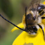 Busy Bees in Kentucky