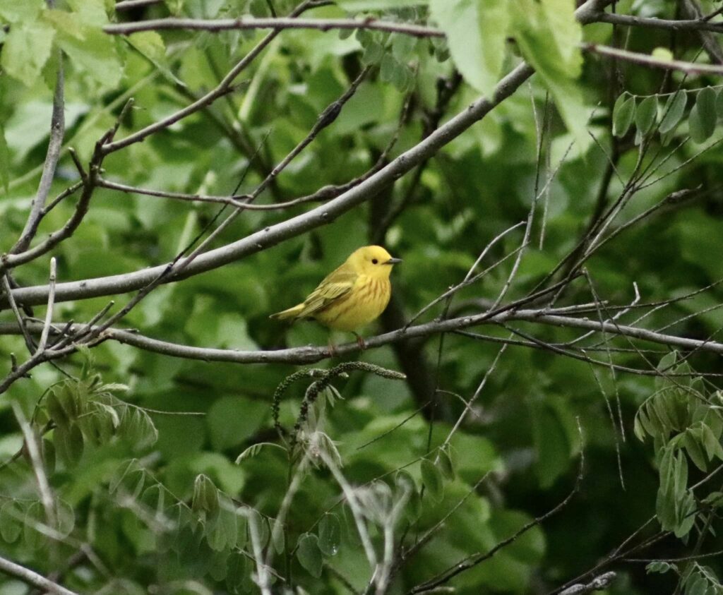 Yellow Warblers