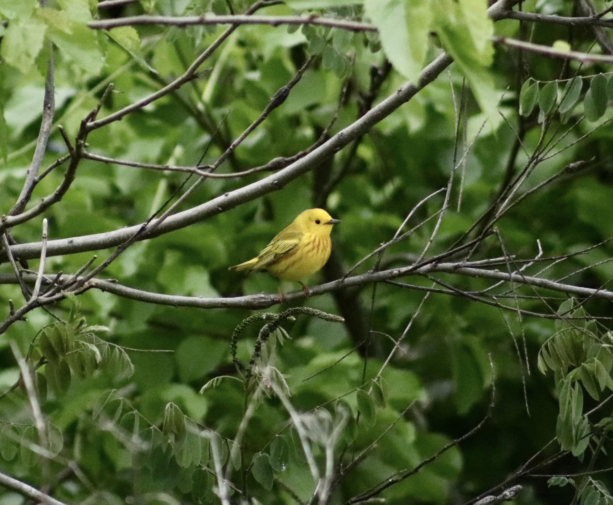 You are currently viewing Yellow Warblers