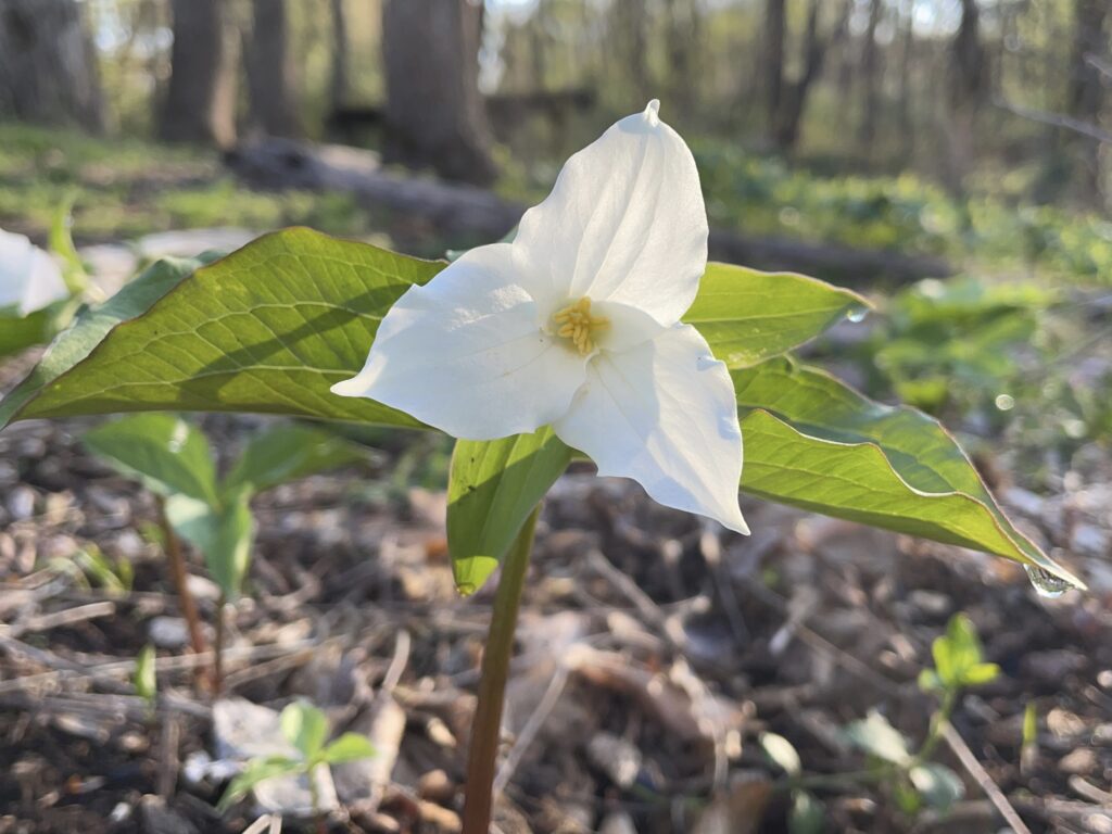 Native Plant Month: Trilliums