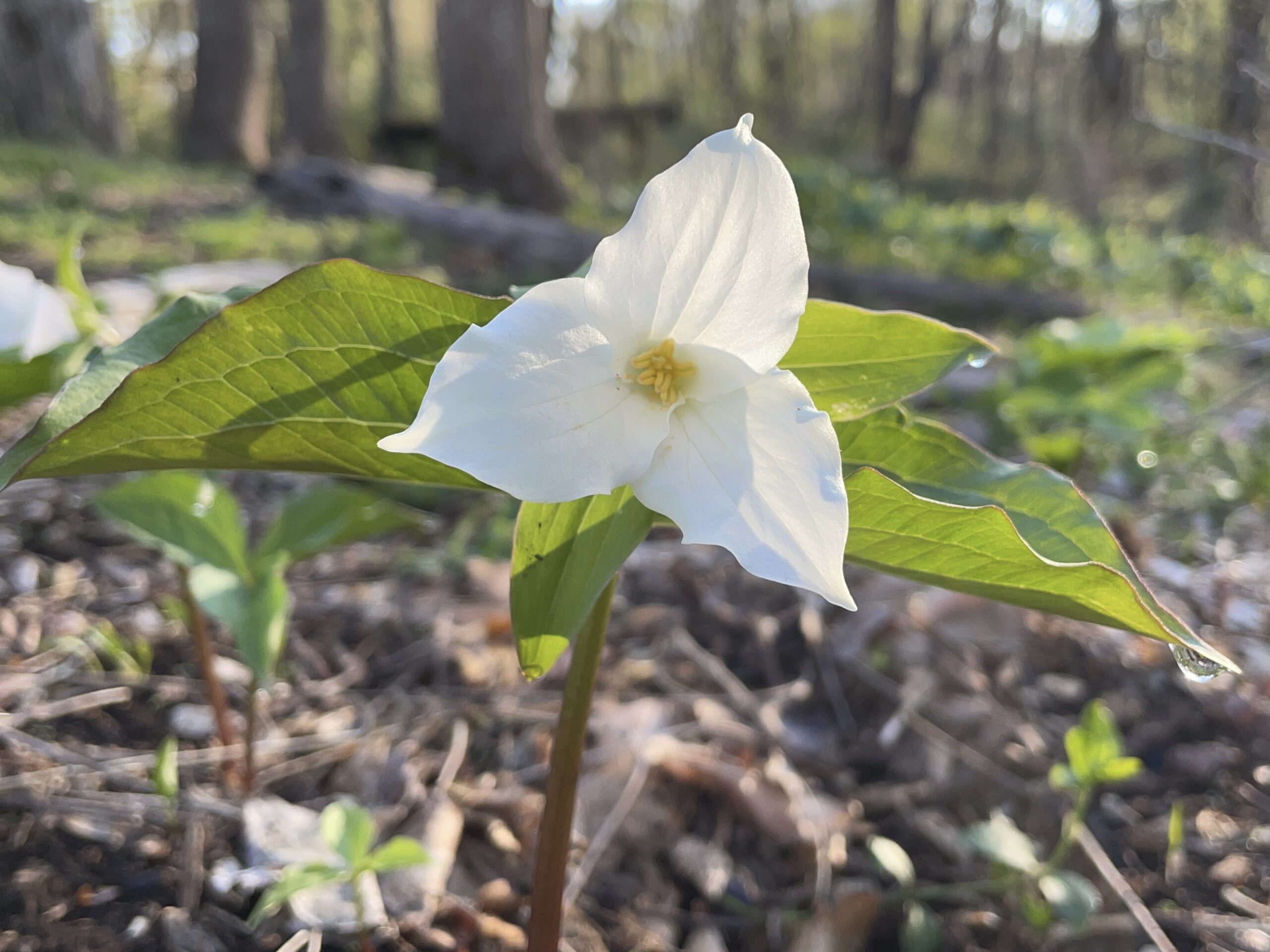 Read more about the article Native Plant Month: Trilliums