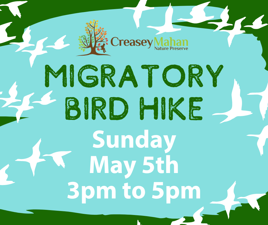 Read more about the article Migratory Bird Hike