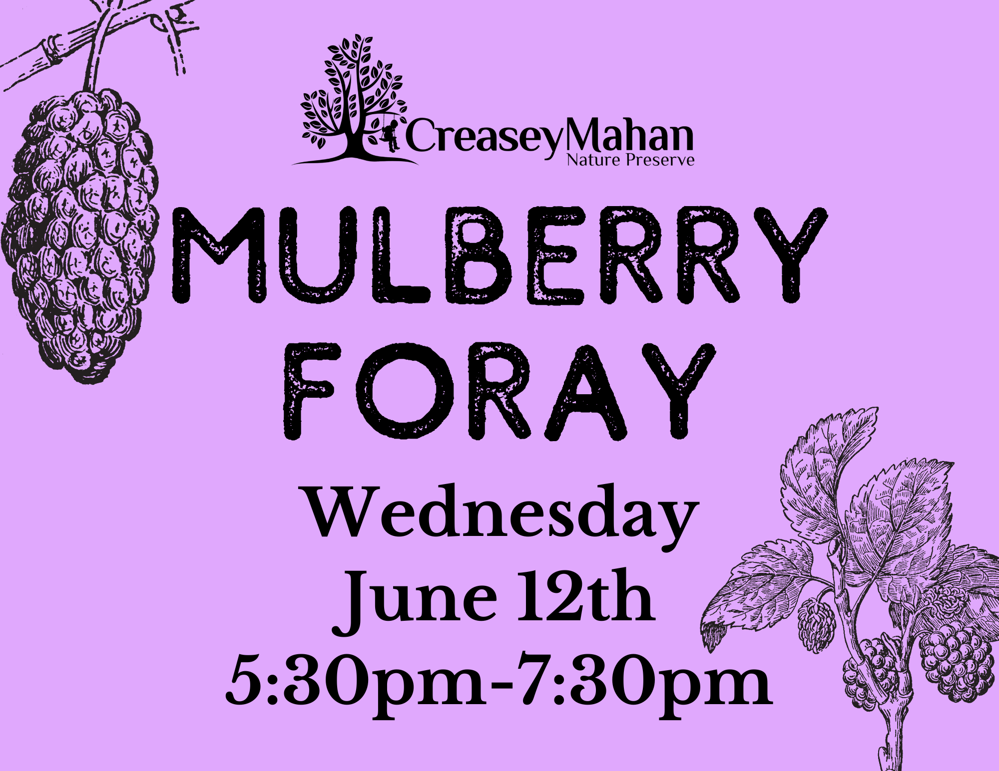Read more about the article Mulberry Foray