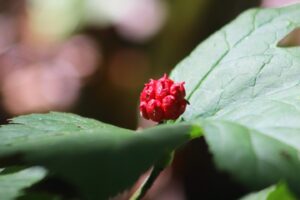 Read more about the article Goldenseal