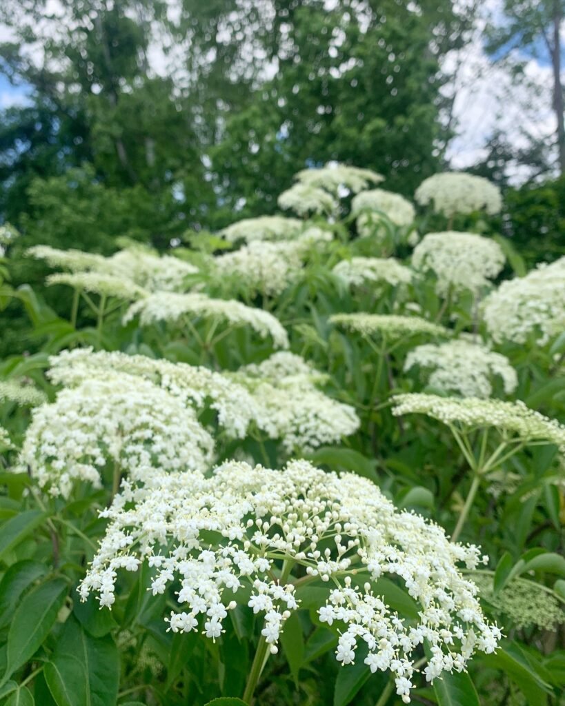 American Elderberry