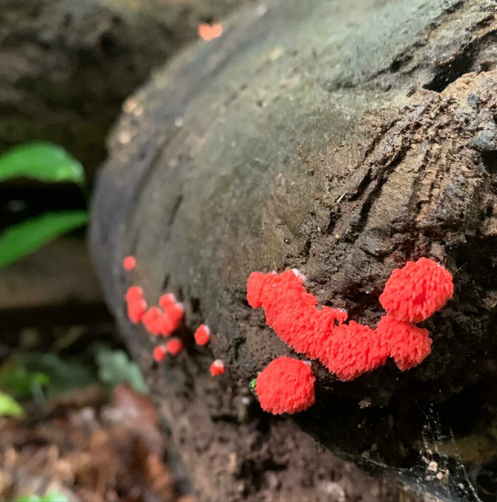 Red Raspberry Slime Mold