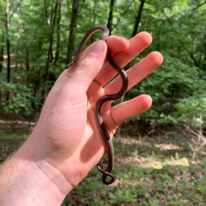 Read more about the article Ringneck Snakes