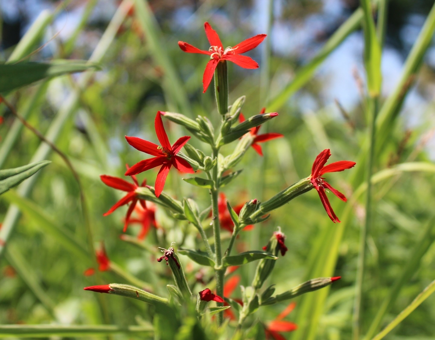 Read more about the article Royal Catchfly (Silene regia)