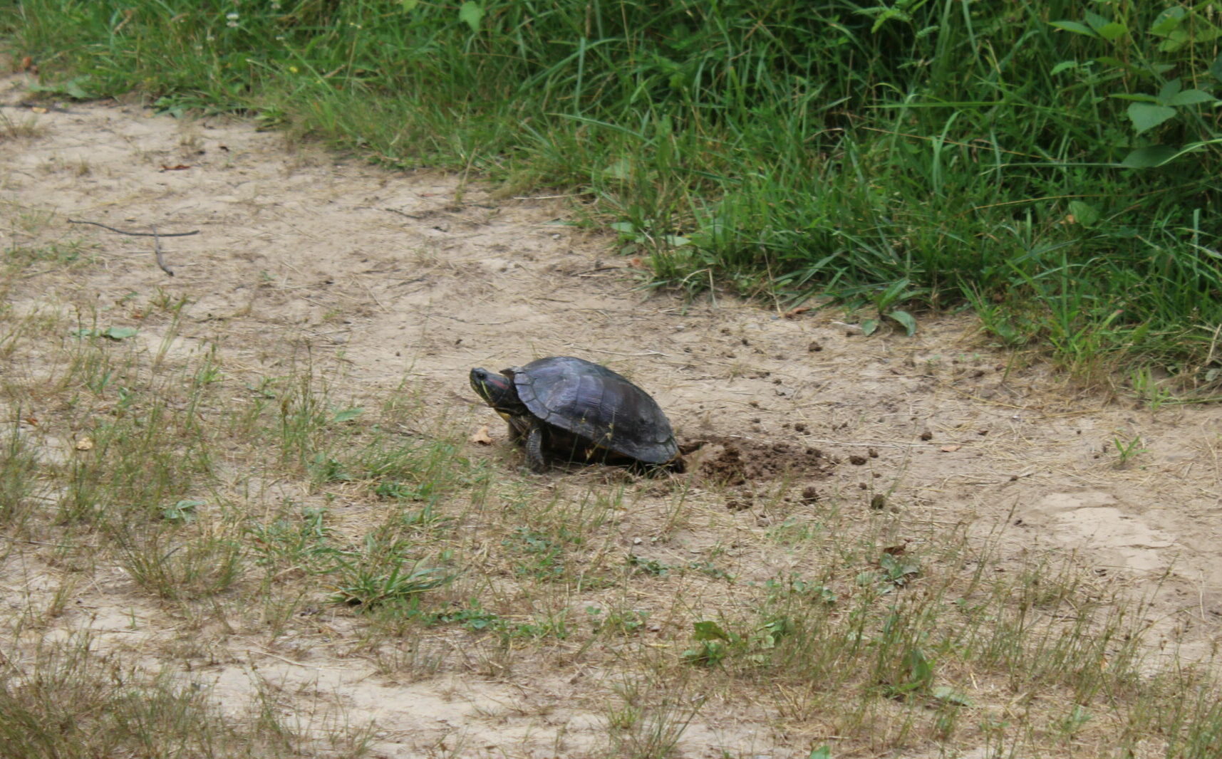 Read more about the article Red-eared Silders (Trachemys scripta)