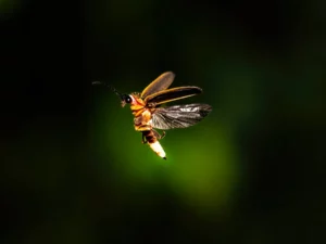 Read more about the article Fireflies: Nature’s Night Lights