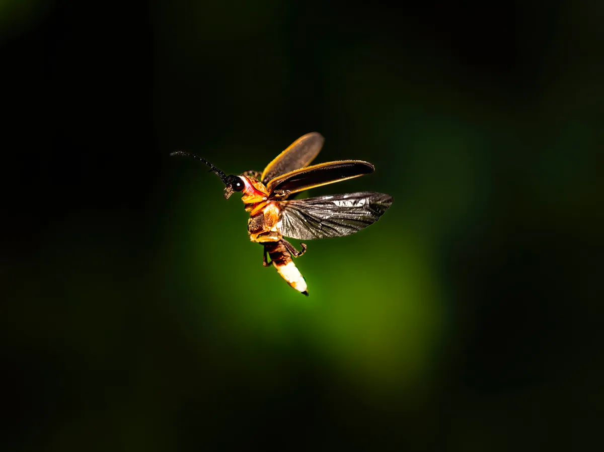 Read more about the article Fireflies: Nature’s Night Lights