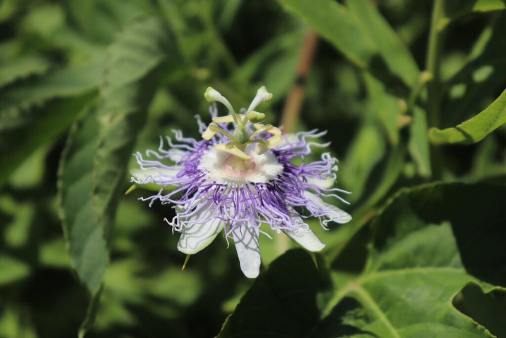 American Passionflower