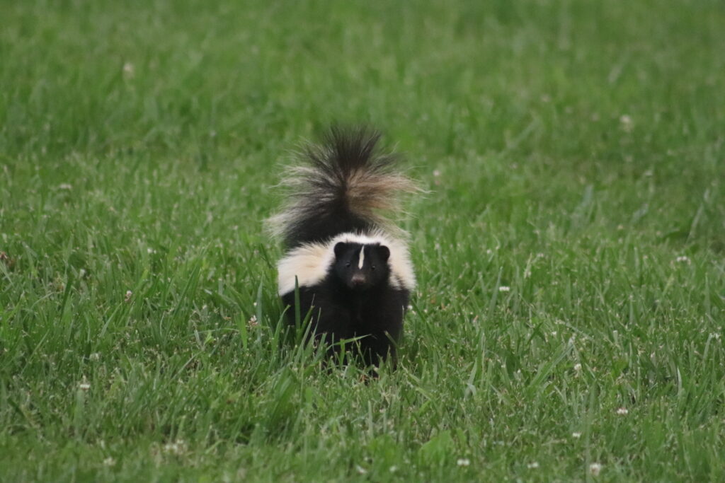 Eastern Striped Skunk