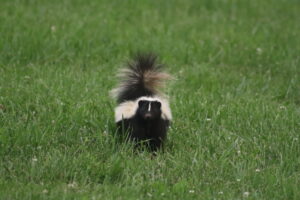 Read more about the article Eastern Striped Skunk