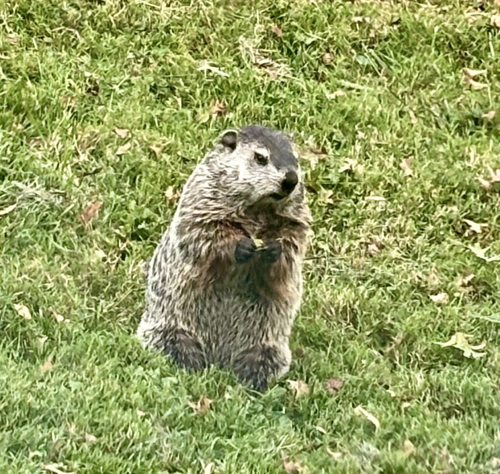 Furry Groundhog Friend