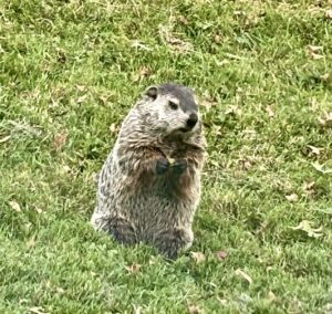 Read more about the article Furry Groundhog Friend