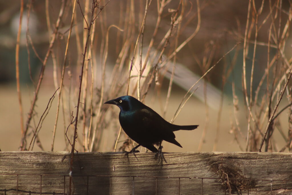 Common Grackle