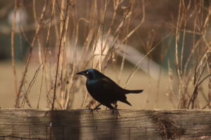 Read more about the article Common Grackle