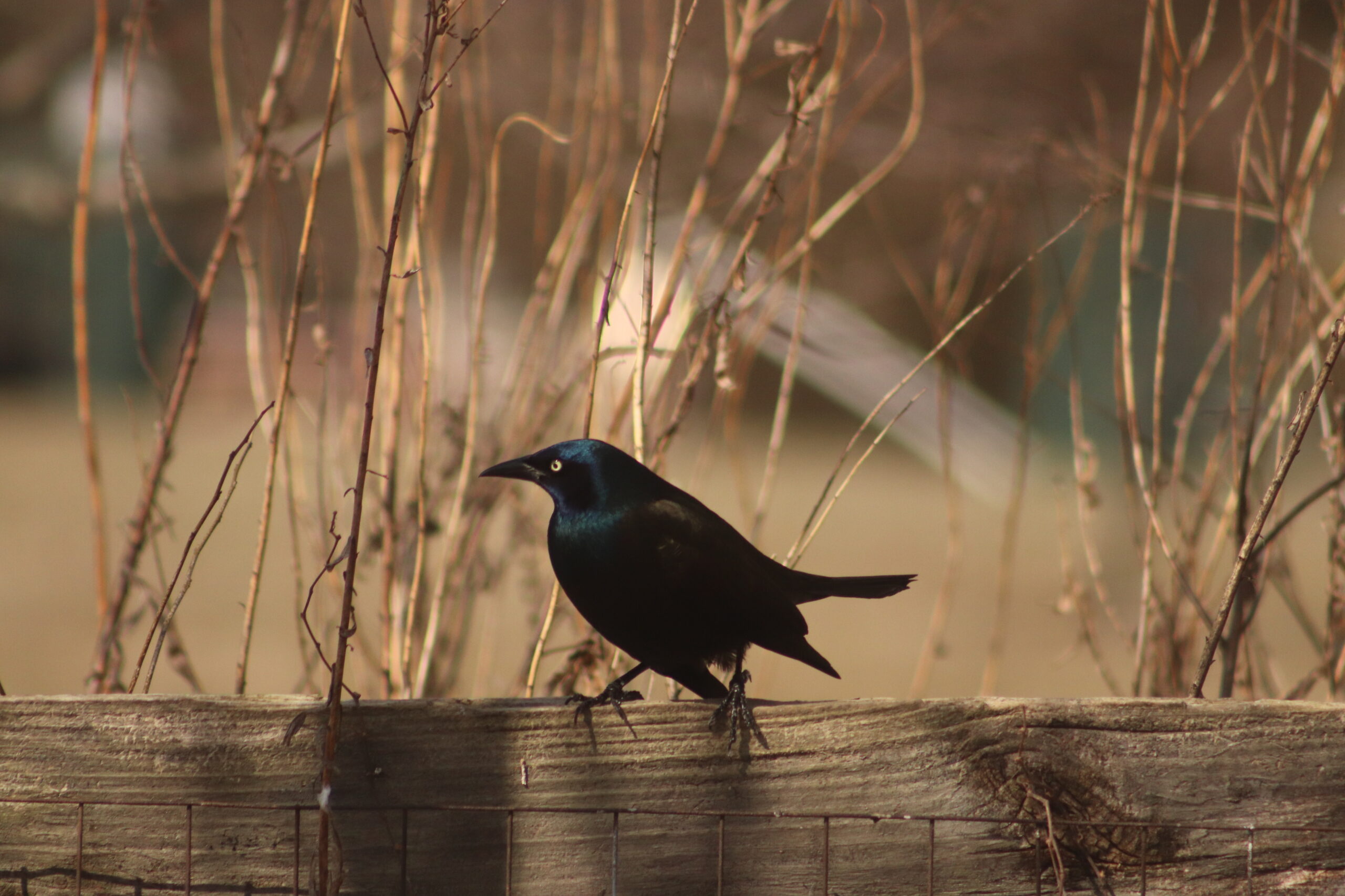 You are currently viewing Common Grackle