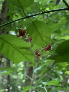 Read more about the article American Burning Bush