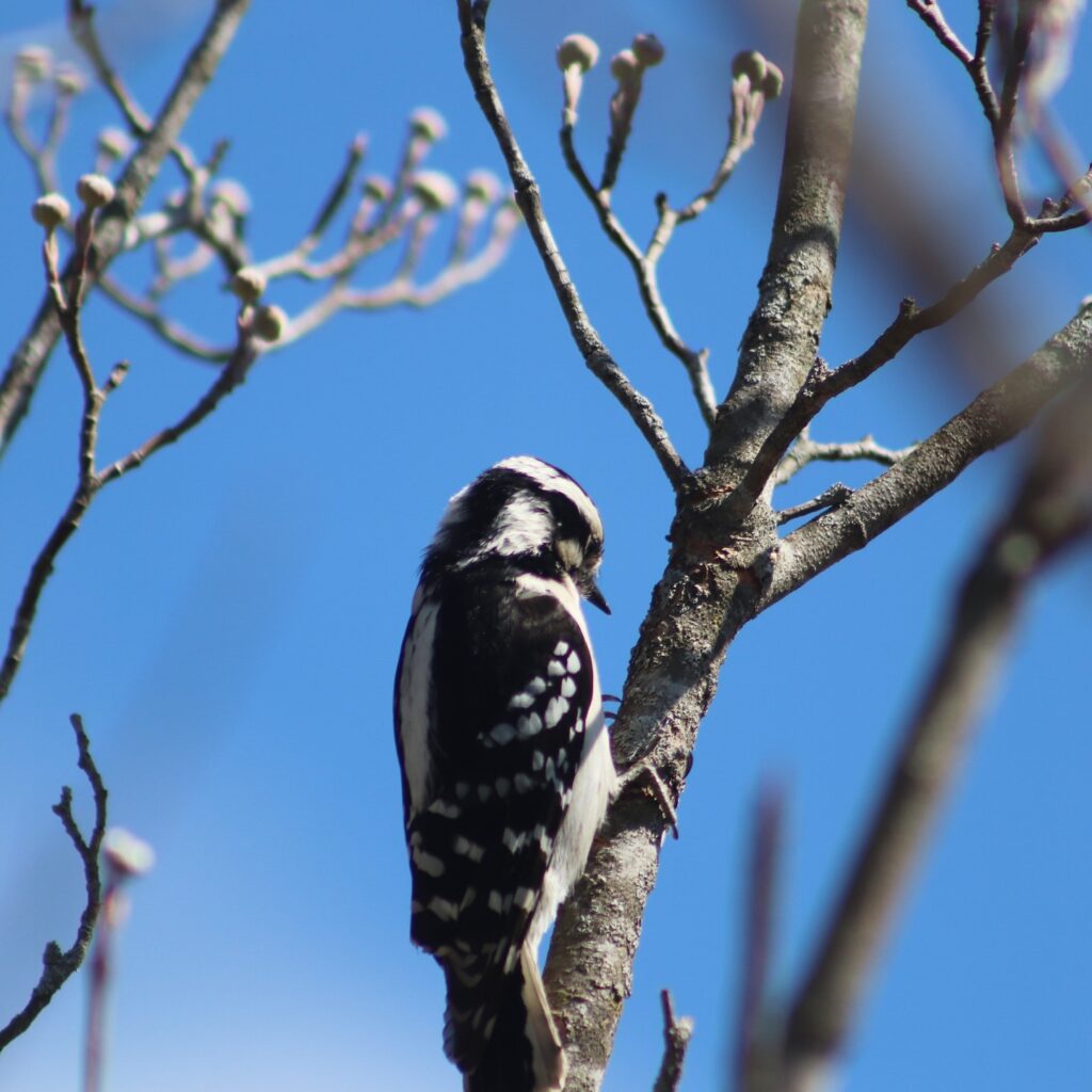 Downy Woodpecker